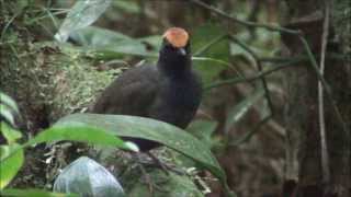 Formicarius colma  Galinhadomato  Rufouscapped Antthrush [upl. by Khalid]