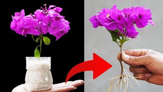 CREATE a FLOWER FOREST from a SINGLE Bougainvillea Branch in RECORD TIME [upl. by Nylia]