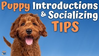 Pro Tips for Introducing and Socializing Puppies and Dogs with Susan Garrett [upl. by Thomajan]