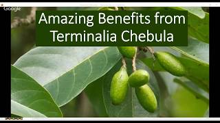 Terminalia chebula health benefits [upl. by Tam]