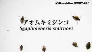 泳ぐアオムキミジンコ（Scapholeberis smirnovi） [upl. by Cedar]