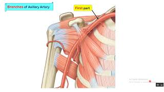 MEDLEVEL2CVS Arterial supply of upper limb part1 [upl. by Hooke]