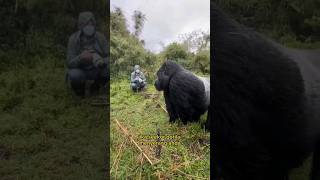 Trik jika ketemu langsung dengan gorila liar di hutanshorts videoshorts gorila gorilla [upl. by Eudosia]