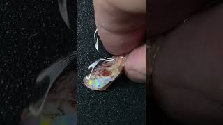 Unbelievable AAA Quality Coober Pedy Opals Hidden Treasure [upl. by Baumbaugh545]