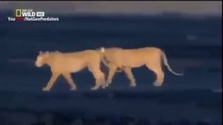 Night of The Lion National Geographic Lions Documentary YouTube 2 [upl. by Elaine]