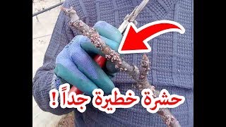 طريقة للقضاء على حشرة التين الشمعية الجدري  How to kill fig tree bugs [upl. by Mercado]