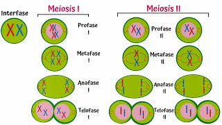 Meiosis Paso a Paso [upl. by Erdei]