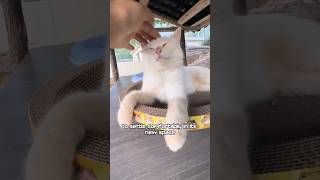 The ostracized white cat 1 animalrescue love foryou shorts shortvideo [upl. by Ahsahtan]