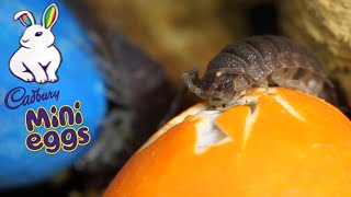 Isopods Eat Cadbury Mini Eggs [upl. by Brigit466]