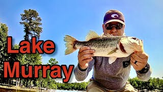 Bass Fishing the Blueback Herring Spawn at Lake Murray Catching Schooling Bass on Topwater [upl. by Aro]