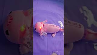 New fingerlings baby axolotl axolotl toy kidsvideos toysforkids toys toysvideo axolotls pet [upl. by Marchal210]