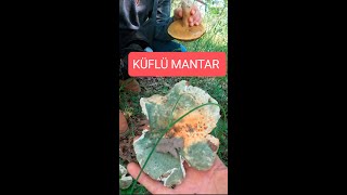 Küflü mantar Russula virescens bigali mushroom çanakkale biga [upl. by Hannah102]