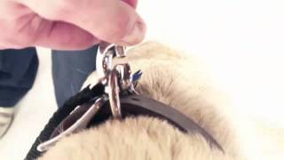 How to Use a Retractable Flexi Leash to Walk Your Dog Petco [upl. by Ballou]