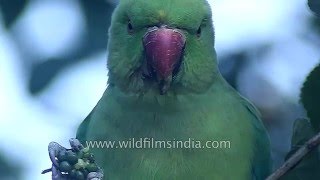 Intimate look at Roseringed Parakeet as it eats Ber or Zizyphus fruit [upl. by Anya]