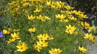 Coreopsis verticillata [upl. by Jezebel774]