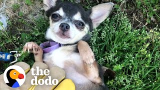 Watch This Feral Chihuahua Learn What A Belly Rub Is  The Dodo Little But Fierce [upl. by Meda]