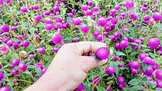 jardín de flores siempre viva Gomphrena globosa 👍😍 [upl. by Ahsitahs996]