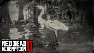 RED DEAD REDEMPTION 2  Little Egret Location Little Egret Plume Perfect Egret Carcass Location [upl. by Judie]