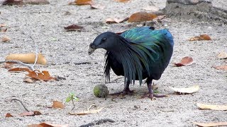 Nicobar Pigeon Caloenas nicobarica [upl. by Meijer]