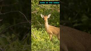 DikDik Diaries Tiny Antelope Big Adventures [upl. by Anavlis872]