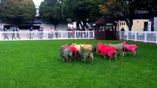 Coloured sheep run [upl. by Dewey]