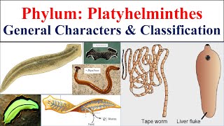 Platyhelminthes  Phylum Platyhelminthes  general characters and classification of Platyhelminthes [upl. by Florella]