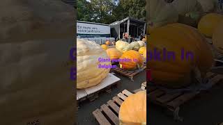 This event was held in Kasterlee Belgium on October 2024 pumpkin travelling unique [upl. by Hakeber]