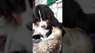 Non mi lasciano un secondo bovarodelbernese dog catdogcat [upl. by Aikemit]