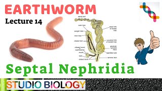 Class 11Zoology LecturesDiscuss the Structure of Septal Nephridia with diagram in Earthworm214 [upl. by Stevana]