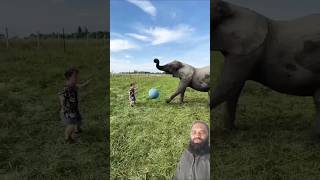 Funny animal shorts elephant funny animals baby ytshorts funnyanimls shortsfeed [upl. by Hcahsem]