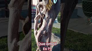 Reconocen está especie arbol [upl. by Fogg]