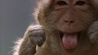 Monkeys floss with human hair [upl. by Ettenhoj]