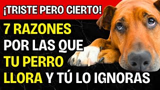 Por qué llora tu perro y no son solo lágrimas [upl. by Htnamas]