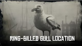 RDR2 RingBilled Gull Location SPAWN LOCATION [upl. by Yacov]