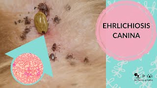 Ehrlichiosis canina [upl. by Nodyroc]