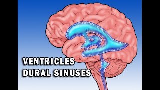 Circulation in Ventricles and Dural Sinuses [upl. by Anaugal988]