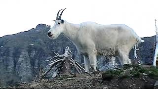 Majestic Mountain Goat wildlife nationalpark [upl. by Ausoj]