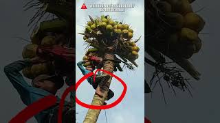 Cutting a Coconut Tree without Safety Equipment treefelling chainsawman arborist logging [upl. by Olivero]