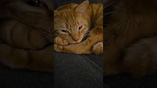 Story Time cute cat funny trending viral shorts ringodanyan [upl. by Leoy642]