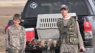 Hunting Pheasants over a Weimaraner [upl. by Newmann]