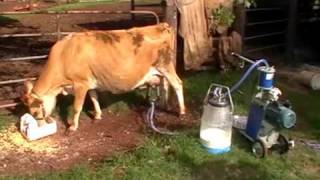 Dairymaid Milking Machine Instructional Video [upl. by Elgar]