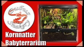 Art und Einrichtung eines idealen AufzuchtTerrariums für Kornnatter Babys  Jungtiere [upl. by Lemmor]