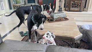 Two Sets of Great Dane Twins Enjoy 12 Week Birthday Play Date [upl. by Nevek]