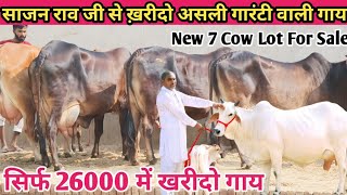 आज खरीदो असली गारंटी वाली गाय 👌 26000 में बछड़ी वाली गाय 🎉 Top 7 Sahiwal Rathi Tharparkar Cow Sale [upl. by Nosnevets]