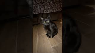 kitty witty is cold in here funny memes fypシ゚viral frrr shortvideos cat [upl. by Brenda]