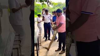 Python bite to the snake catcherpart1cobra python russellviper snakevideo trendingbts [upl. by Afas541]