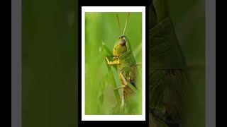 quotAbout Grasshoppersquot Part 4 facts animals grasshopper [upl. by Akimrej]