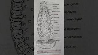 Scypha  Sycon shorts shortvideo biology [upl. by Naus860]