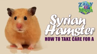 How to take care of Syrian Hamsters Beginners Guide [upl. by Aserehtairam667]