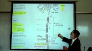 Structure amp Types of Neurons by Professor Fink [upl. by Almallah69]